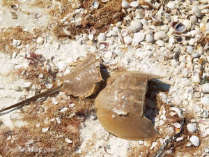 Limulus polyphemus