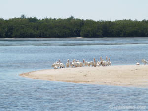 White pelicans