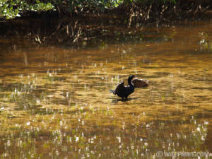 Black cormorant