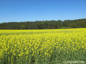 Typical colza fields, for oil