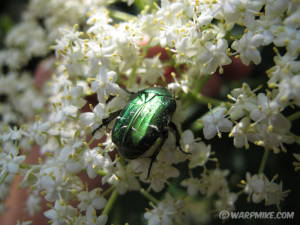 Rose beetle