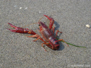 Crayfish