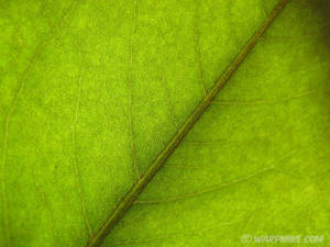 Leaf of magnolia