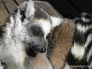 Lemur