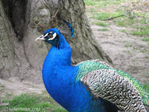 Peacock