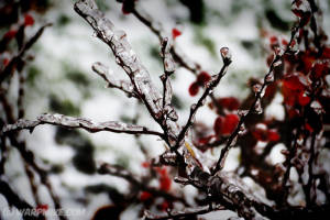 Frozen branchlets