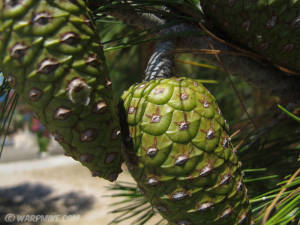 Pinecones