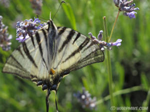 Swallowtail