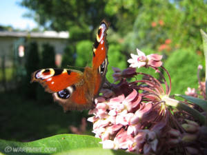 Peacock butterfly