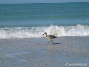 A bird, New Zealand