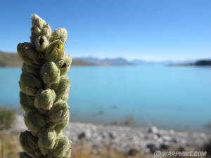 Pukaki lake, New Zealand