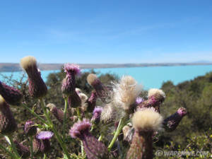 Glacier thistle, New Zealand