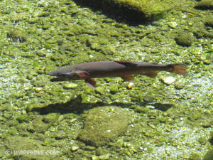 Salmon in Kiwi reserve, Queenstown