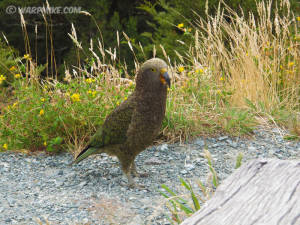 Kea, watch out cellphones !