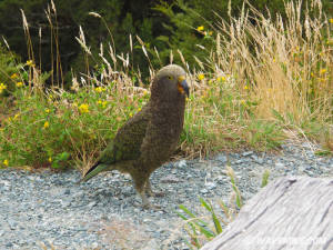 Kea