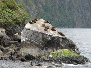 Milford Sound seals