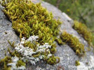 Fiordland national park