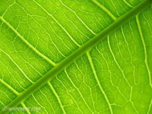 Home plant leaf