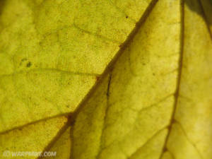 Acer leaf