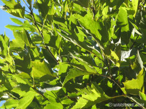 Platanus