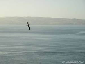 Royal albatross