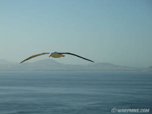 Royal albatross, New Zealand