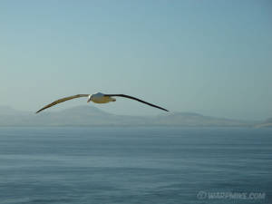 Royal Albatross