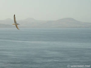 Royal albatross, New Zealand