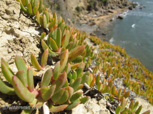 Rock beauty, Portugal