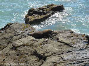 Seal, New Zealand