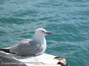 Seagull