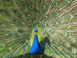 Peacock