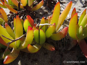 Sand beauty, New Zealand