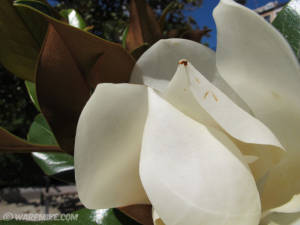 Magnolia in Madrid