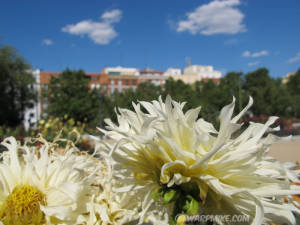 Dahlias in Madrid