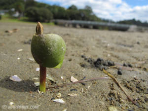 New Zealand, New life