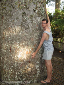 Coromandel Forest Park, measuring with Kauri tree