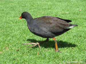 Australian bird