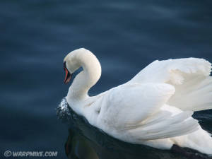 A swan