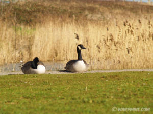 Wild geese