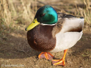 A duck