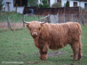 Scotland highland cattle 