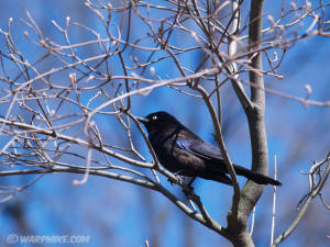 Bird in Central park, NY