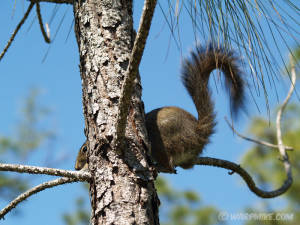 Florida squirrel