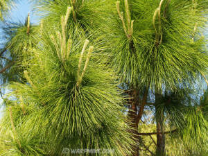 Pine tree